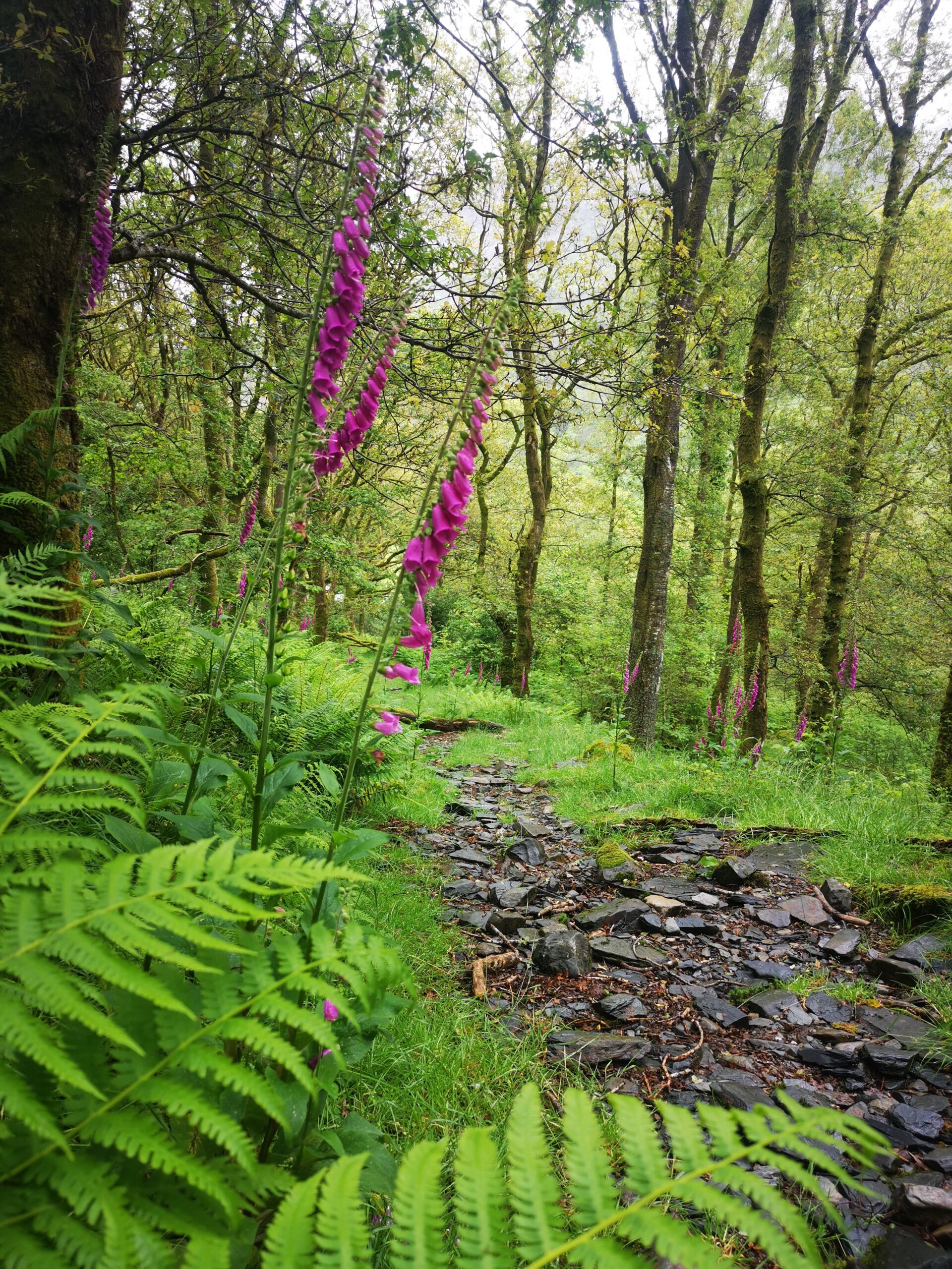 GTours Wales Sound Healing Therapy