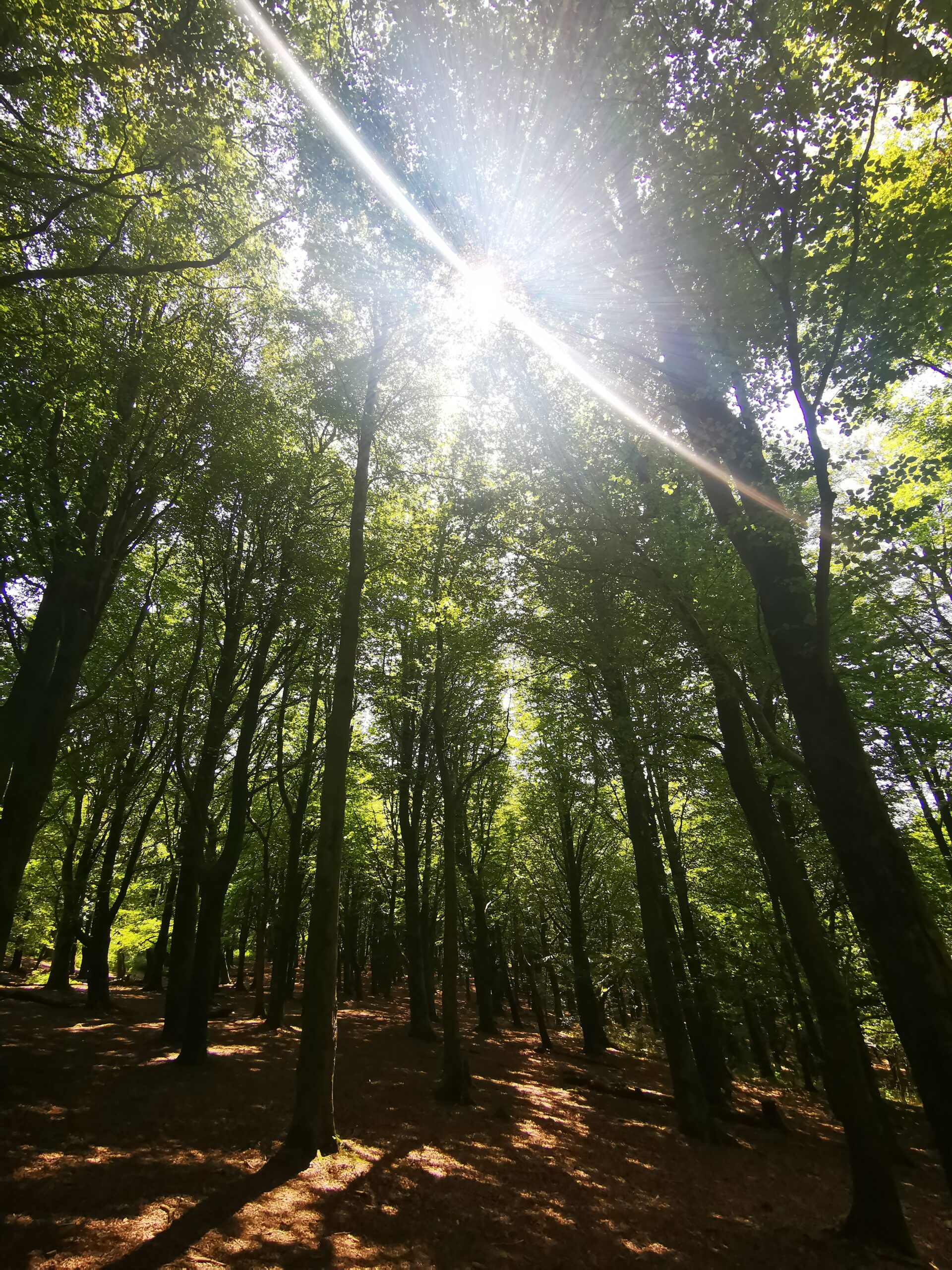 What is Forest Bathing or Shinrin Yoku GTours Wales