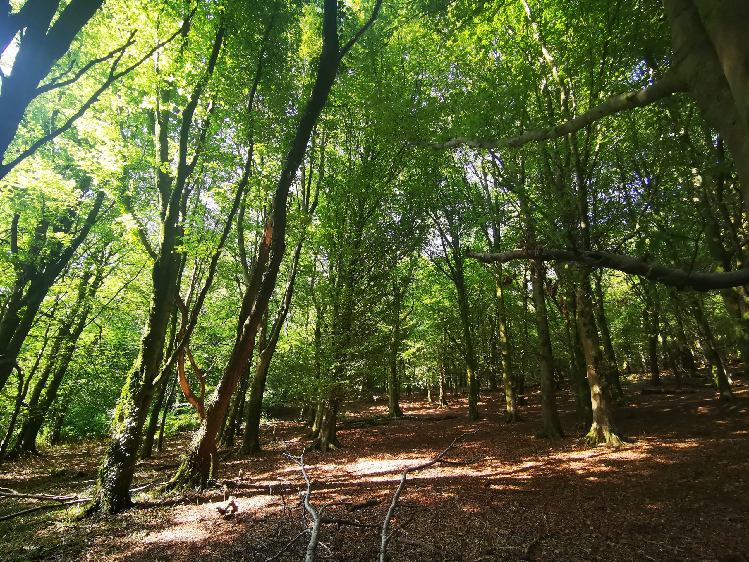 GTours forest bathing, shinrin yoku