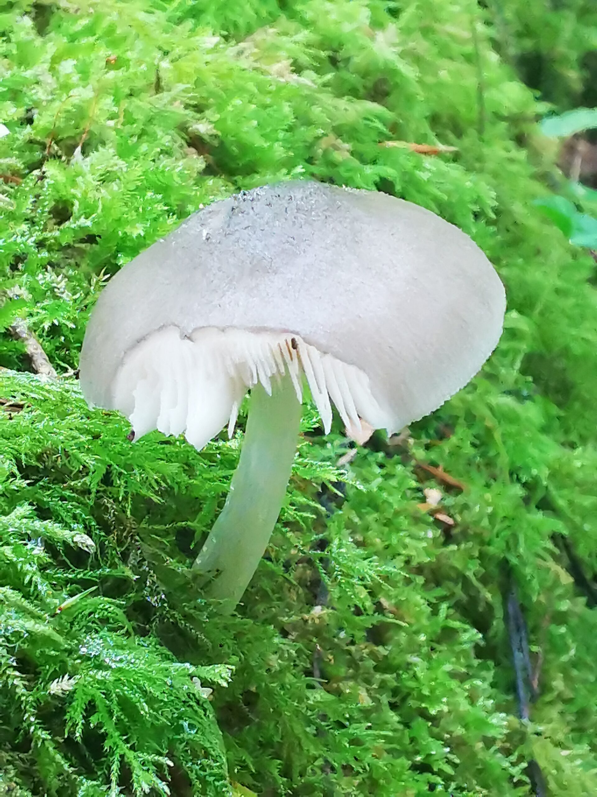 Nature & Wellbeing Health Mindfulness Forest bathing