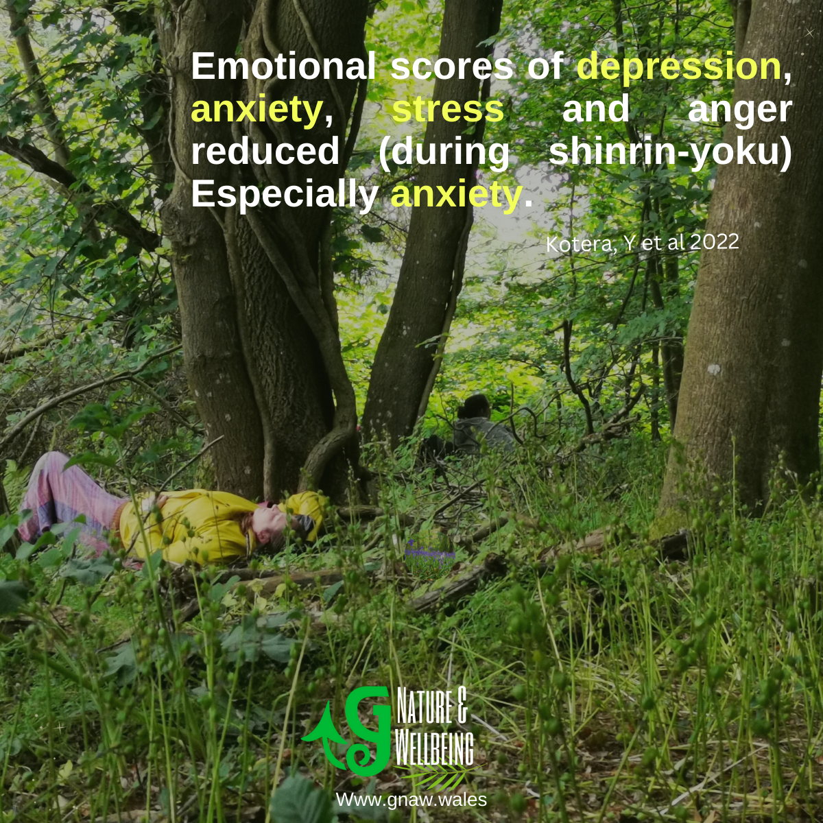 What is Forest Bathing or Shinrin Yoku GTours Wales